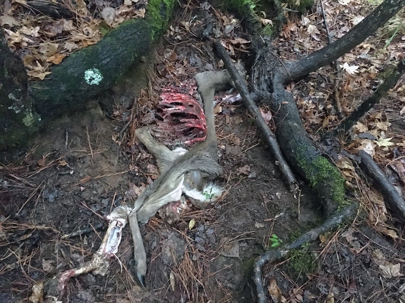 By the time we found it shortly after sunrise, there wasn't much left of my deer. (Photo © Russ Chastain)