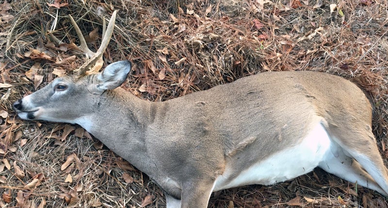 The magnificently funky buck, just as I found him. (Photo © Russ Chastain)