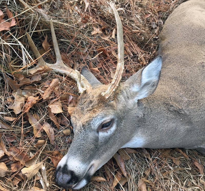 That curly brow tine actually sticks up from the antler base. (Photo © Russ Chastain)