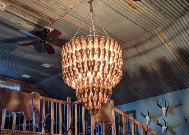 An eerie glow from within lights the 300 coyote craniums in this chandelier.