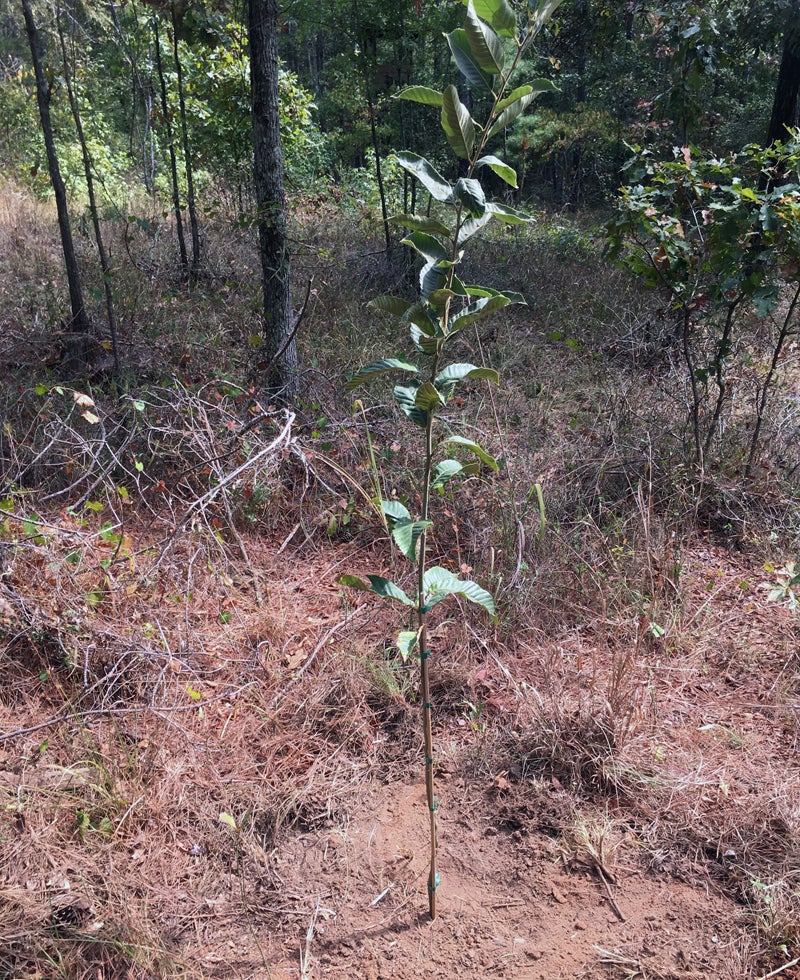 This Dunstan Chestnut tree came in a one-gallon pot. (Photo © Russ Chastain)