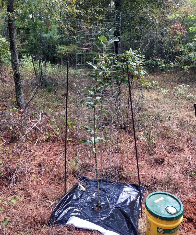 New cage and weed barrier installed on tree 5. (Photo © Russ Chastain)