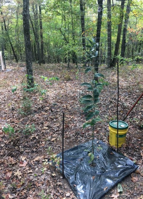 October 2019 Dunstan Chestnut Food Plot Trees