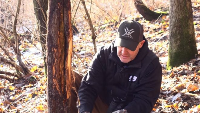 How to Read a Whitetail Buck Antler Rub
