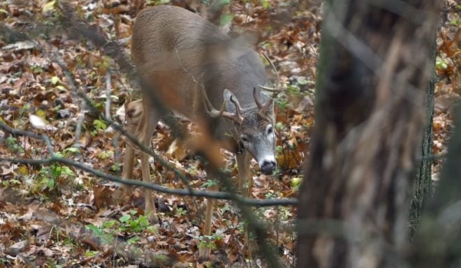Watch: Best Deer Hunting Call Ever