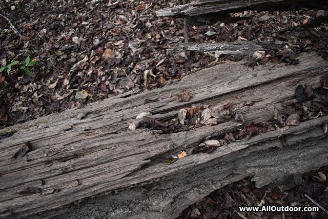 Cigarette butt on log