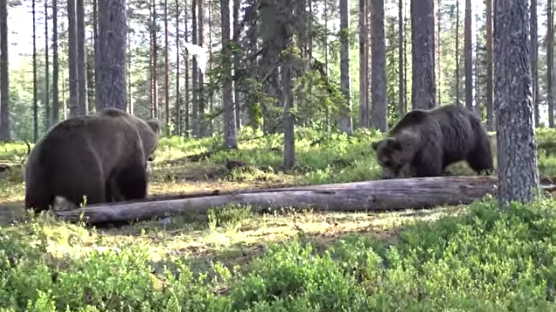 Brawling Bruins: Is This Scrap Between Two Brown Bears the Best Bear Fight Ever?