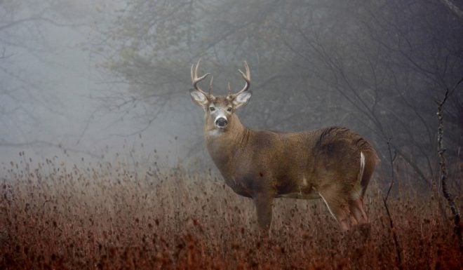 How to Hunt Bucks After the Rut