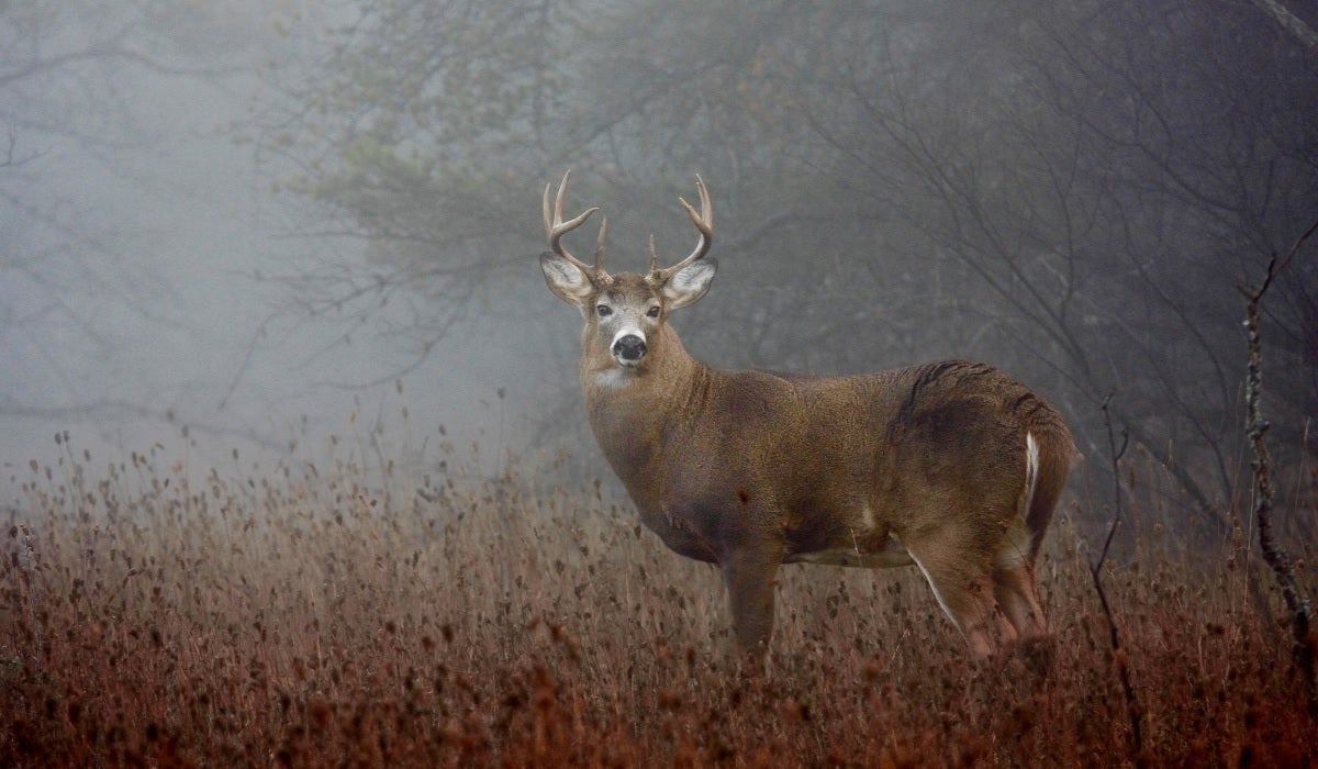 How to Hunt Bucks After the Rut How to Hunt Bucks After the Rut