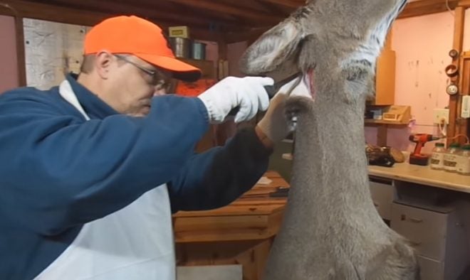 Hanging a Deer: Head Down or Up?