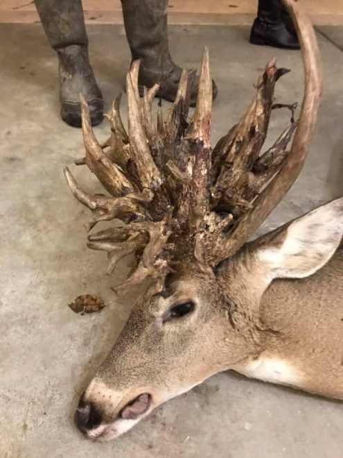 Awesome Cactus-Headed Non-Typical Buck