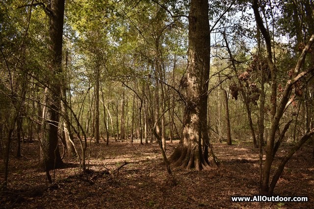 River bottom hardwood forest