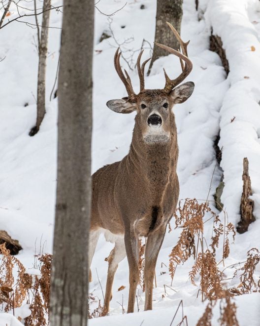 Why Do Bucks Disappear During Hunting Season?
