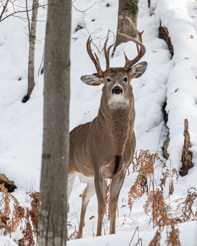 Michigan Legislator Photographs 3-Antlered Buck Michigan Legislator Photographs 3-Antlered Buck