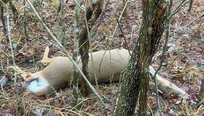 The Henry doe, as found. (Photo © Russ Chastain)