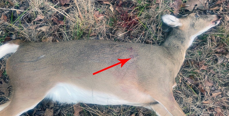 Arrow indicates entrance wound. (Photo © Russ Chastain)