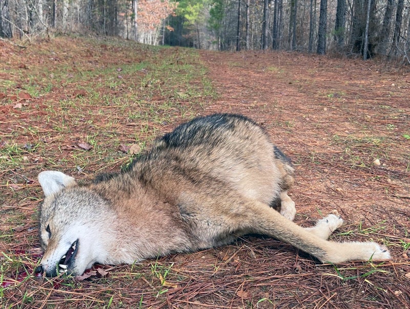 The Henry helped me erase this fawn-killer. (Photo © Russ Chastain)