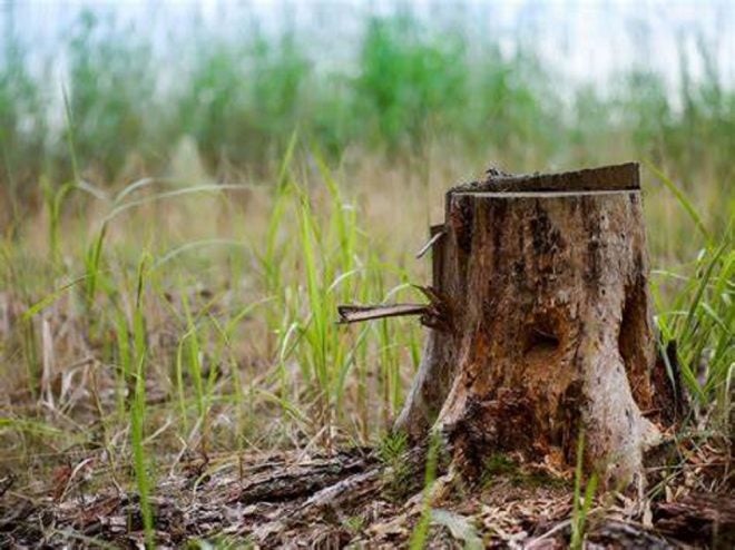 Stumptown: Using Natural “Tree Stands”