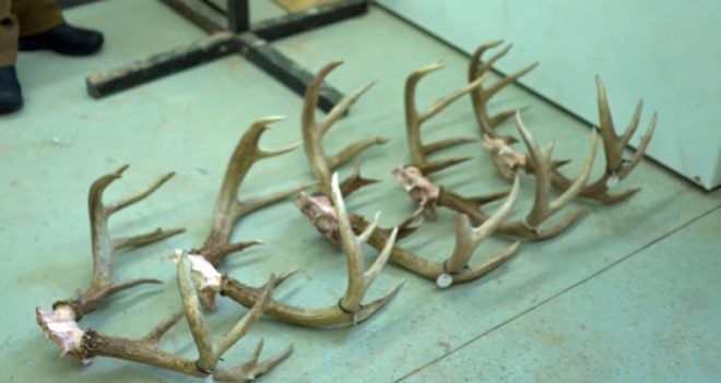5 Big Mature Bucks Taken on Small Hunting Parcels