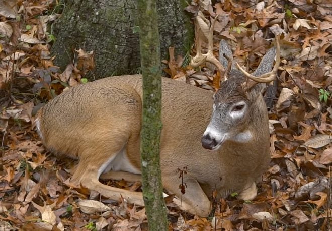 How to Find Buck Bedding Areas