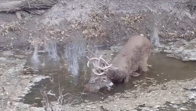 Bucks With Locked Antlers Separated by Gunshot