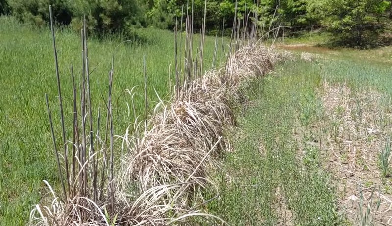 Best and Worst Plants for Deer Screening Best and Worst Plants for Deer Screening