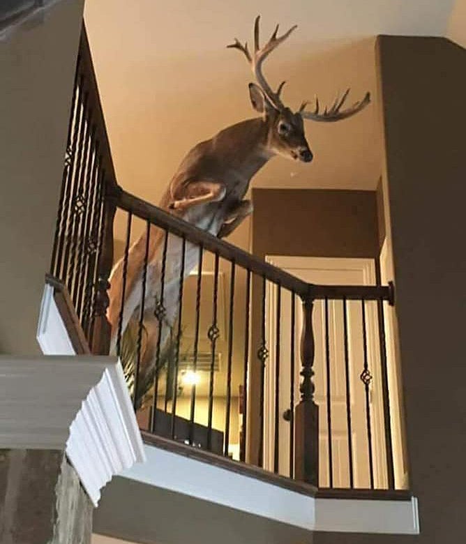 How To Mount A Deer Head at Christine Mayer blog