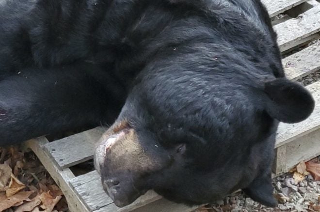 NJ Bowhunter’s 700-Pound Black Bear is New World Record