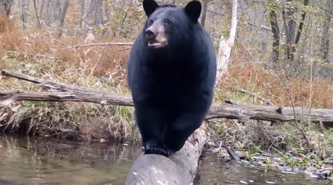 Camera Records Critters Crossing a Log in the Woods for a Year