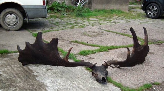 Irish Man Went Fishing, Came Home With 6-Foot Set of Antlers