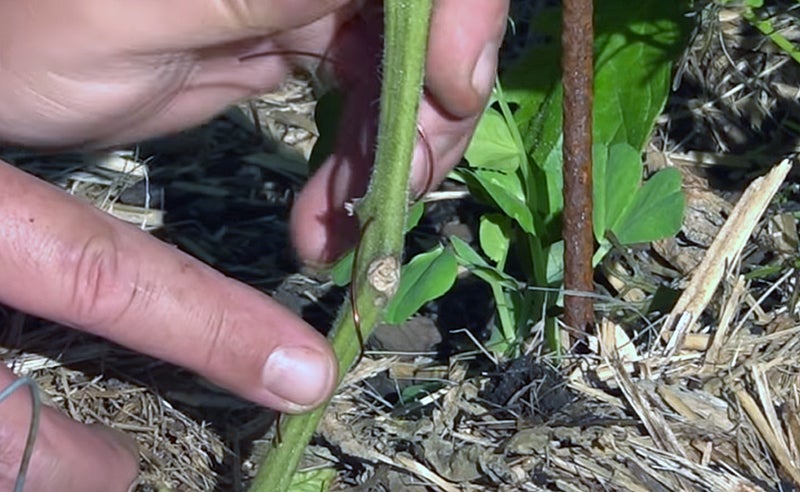 The Copper-Wire Tomato Trick The Copper-Wire Tomato Trick