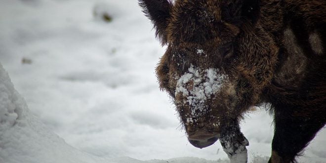 Northern Invasion! Feral Boars Descending Upon the United States