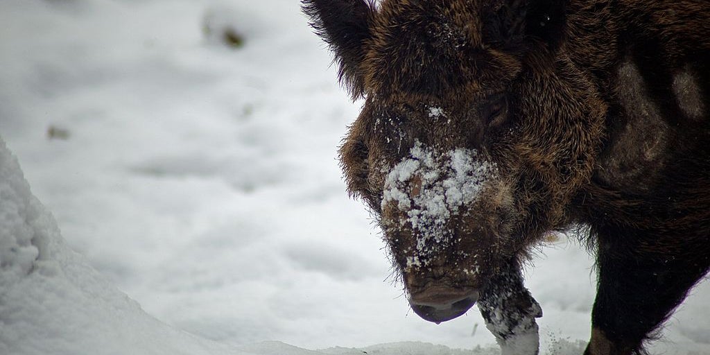 Northern Invasion! Feral Boars Descending Upon the United States Northern Invasion! Feral Boars Descending Upon the United States