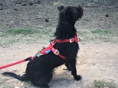 Dog Car Harness