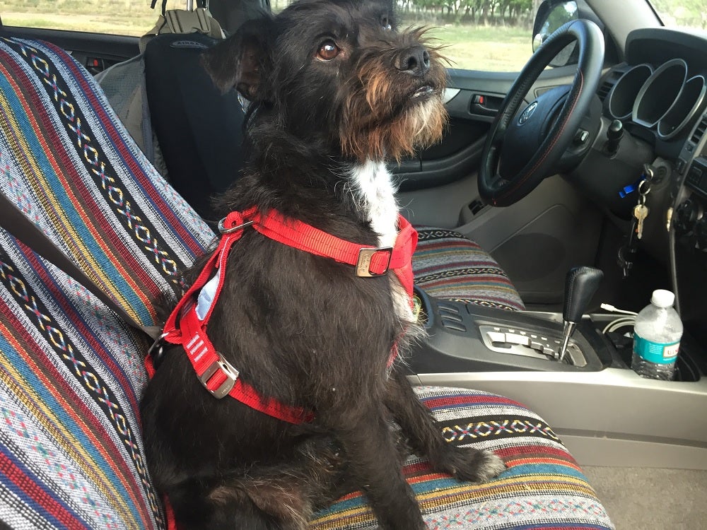 Kurgo Car Harness Review Kurgo Car Harness Review