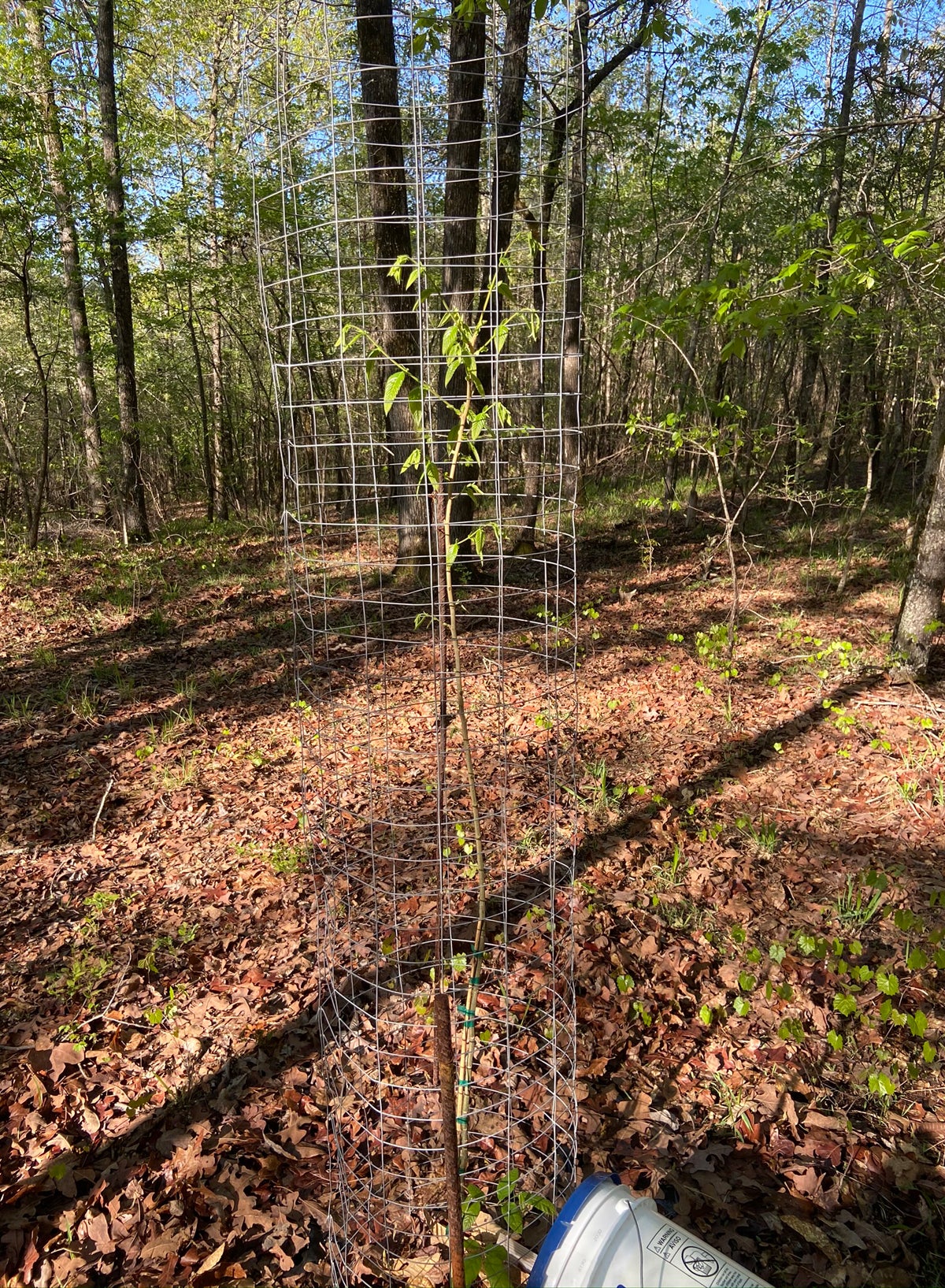 Tree 6 is faring well. (Photo © Russ Chastain)