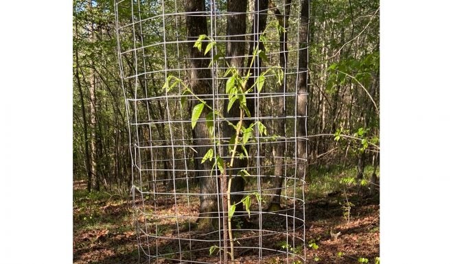 Spring 2020 Dunstan Chestnut Food Plot Tree Update