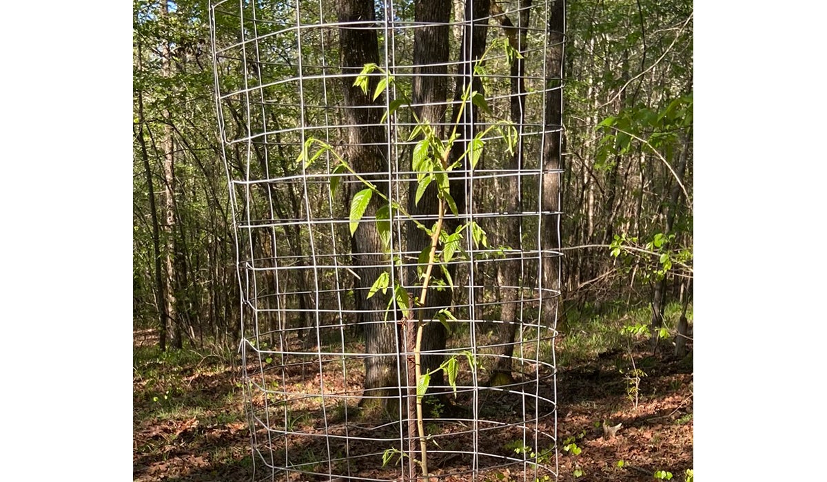 Spring 2020 Dunstan Chestnut Food Plot Tree Update Spring 2020 Dunstan Chestnut Food Plot Tree Update