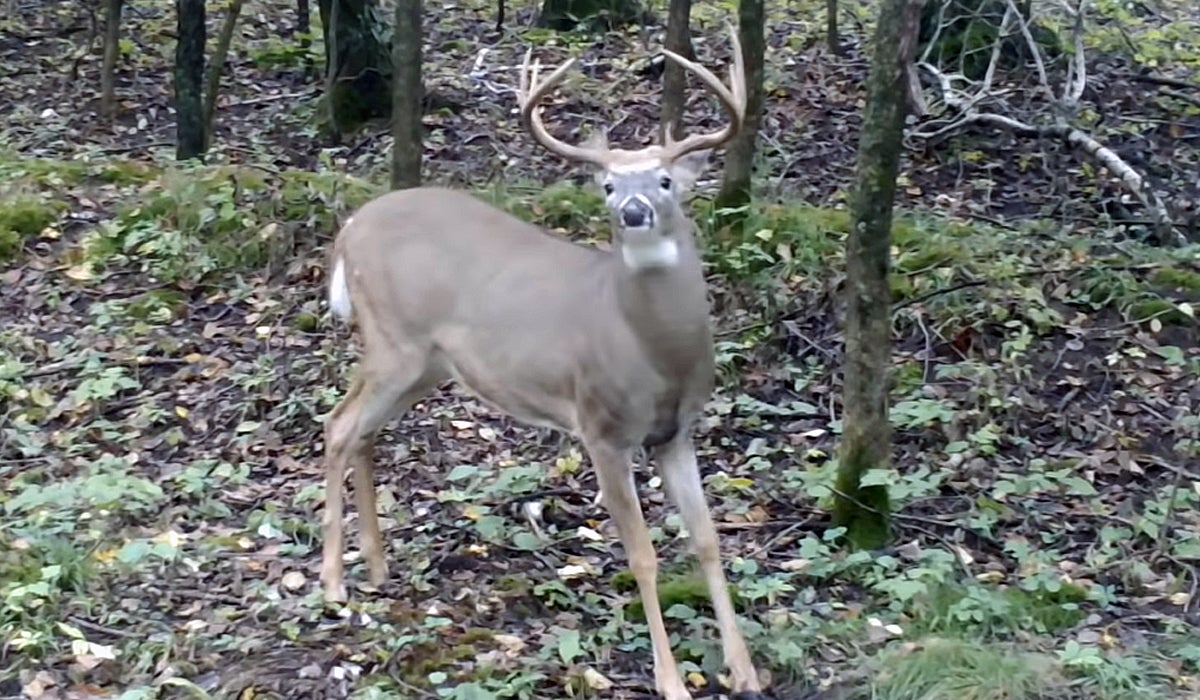 whitetail habitat solutions trail camera