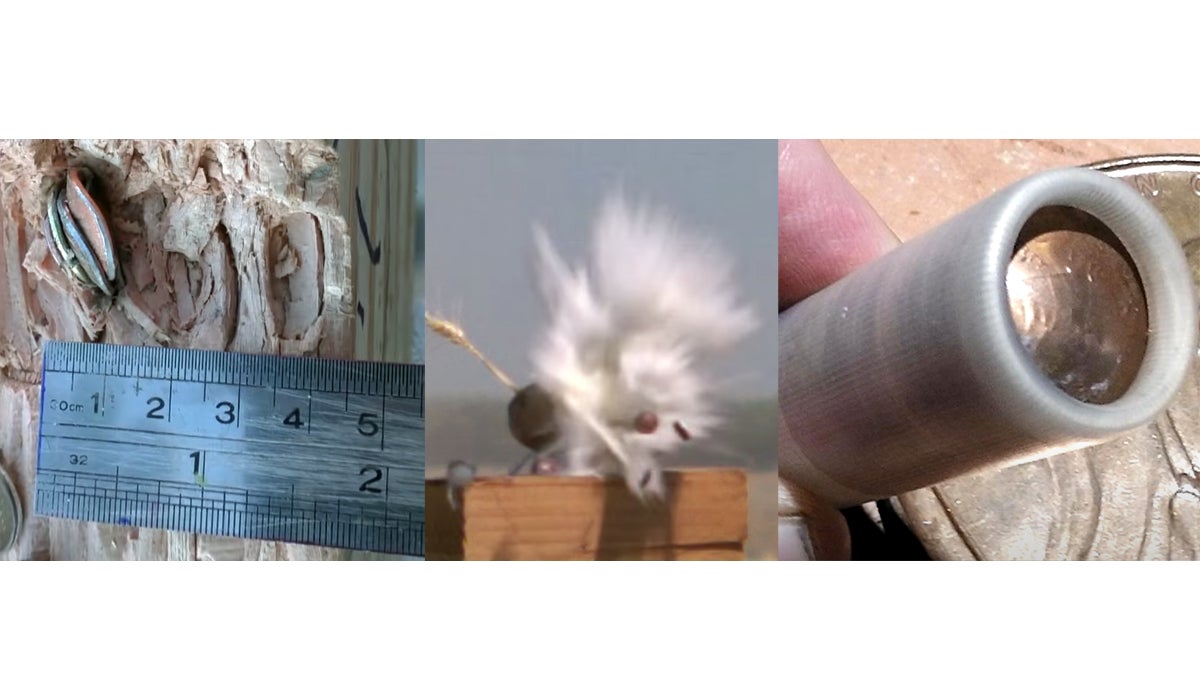 Shooting Pennies From a Shotgun Shooting Pennies From a Shotgun