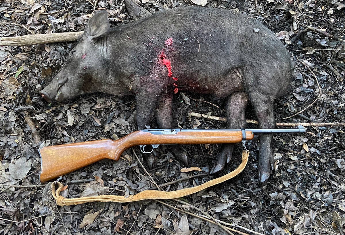 Good ol' dead pig. (Photo © Russ Chastain)