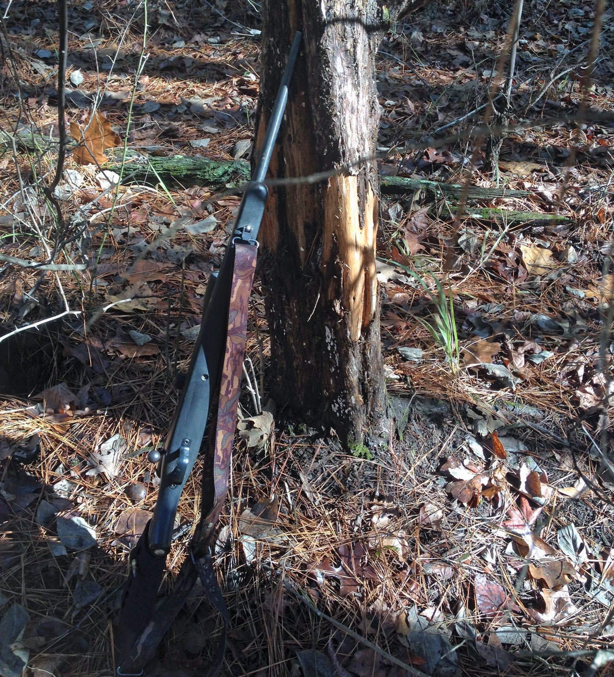 Mauser The Sierra provides scale for this huge antler rub. (Photo © Russ Chastain)