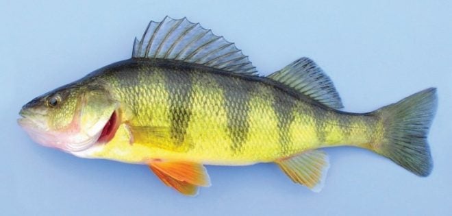 Tactics for Late Summer Perch Fishing