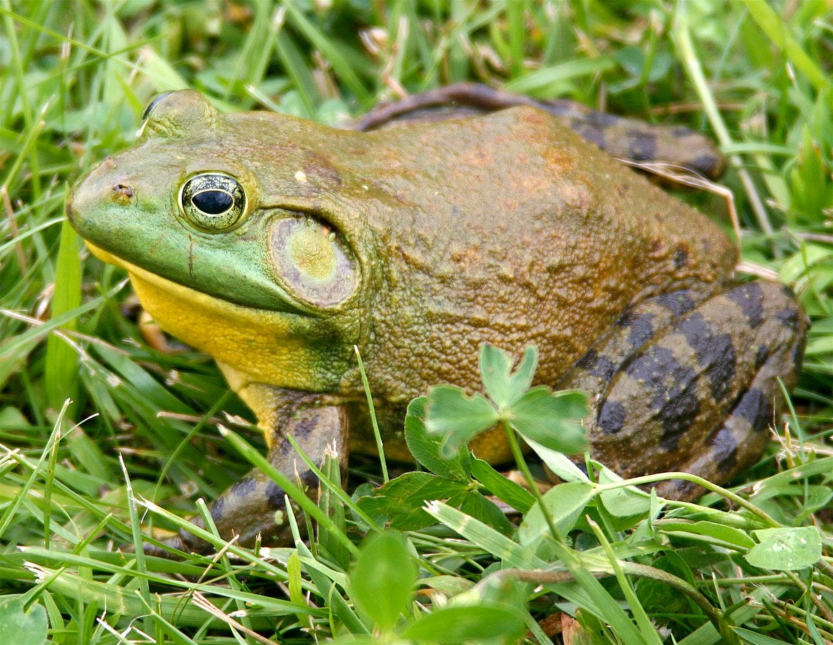 Utah Encourages Hunting of Invasive Bullfrogs (No License Needed)