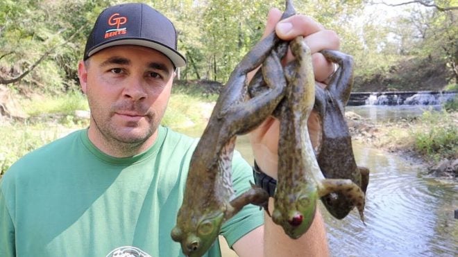 Utah Encourages Hunting of Invasive Bullfrogs (No License Needed)