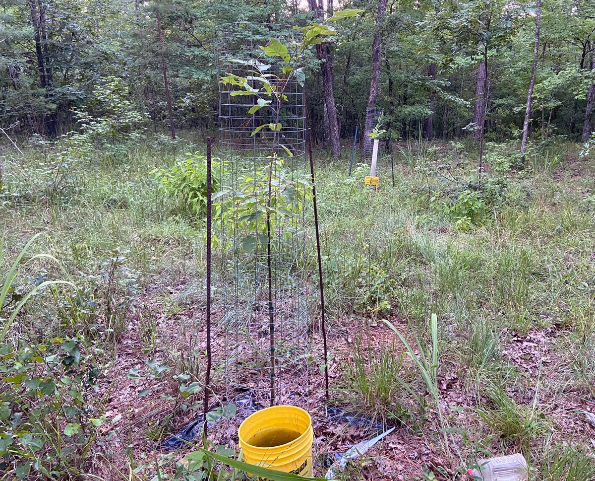 Tree 5 is looking good. (Photo © Russ Chastain)