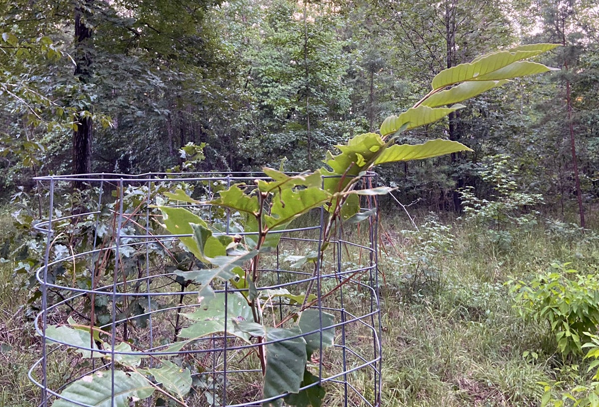 Something has been eating tree 5's leaves. (Photo © Russ Chastain)