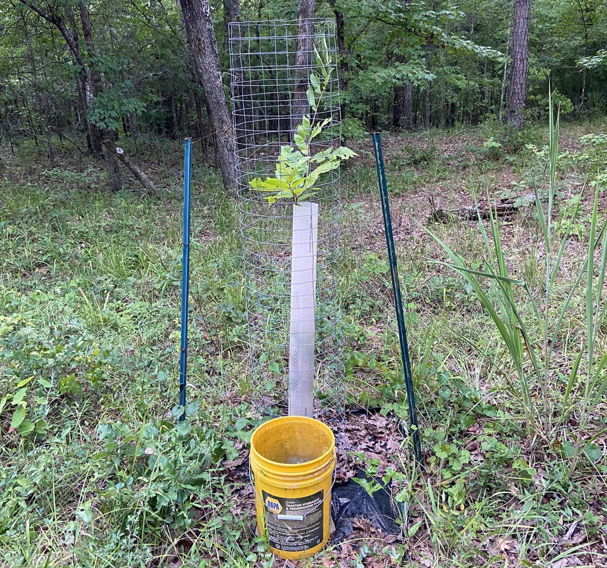 Tree 2 has pulled through and is doing well. (Photo © Russ Chastain)