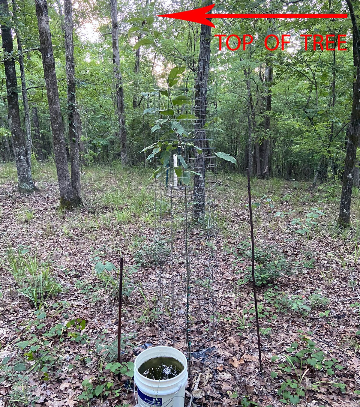 Tree 6 is more than 7 feet tall, reaching well out of the cage. (Photo © Russ Chastain)