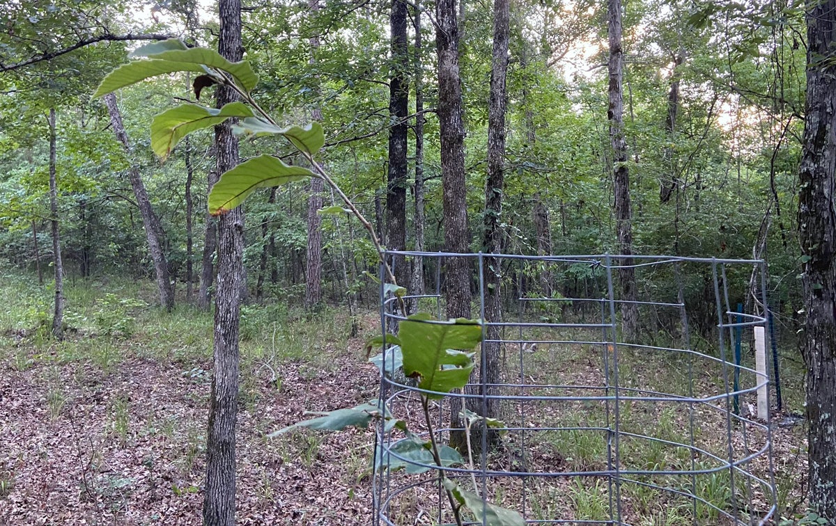 Tree 6 is in a shadier area, and that seems to suit it well. (Photo © Russ Chastain)